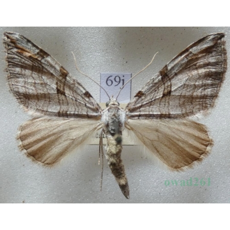 Aplocera plagiata (Linnaeus, 1758) Niekrocz dziurawczak Czech69j